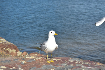 Fototapeta na wymiar Common gull standing on a large rock by the lake