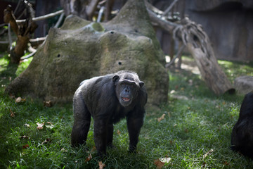 Black strong primate on the grass