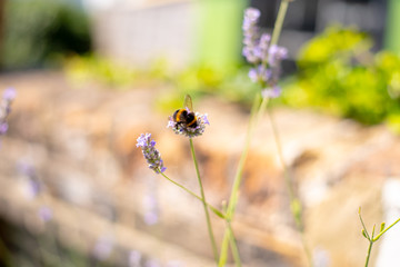 Bumble Bee on Lavender