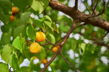 two apricots on tree close up