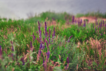 small lavender field closeup
