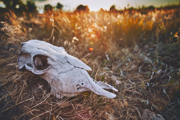 Obraz premium old animal skull in prairie sunset