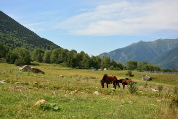 mountain pasture
