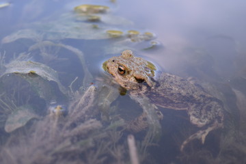Frog