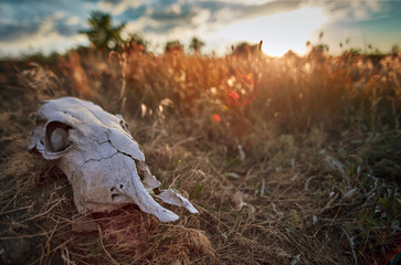 old animal skull in prairie sunset