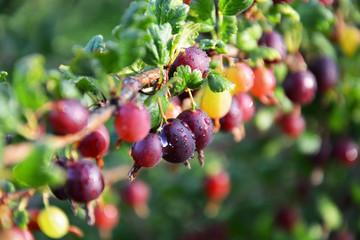 gooseberry, gooseberry bush, red, fruit, berry, nature, tree, berries, branch, green, plant, food, ripe, cherry, currant, leaf, summer, garden, bush, leaves, sweet, autumn, bunch, fruits, forest