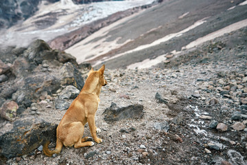 dog sitting around rocks and waiting