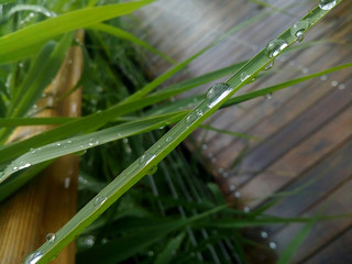 Медведково после дождя.