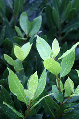 Laurus nobilis leavs