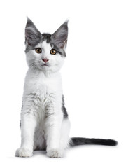 Shy blue tabby high white harlequin maine coon cat kitten sitting facing front, looking straight in camera isolated on white background