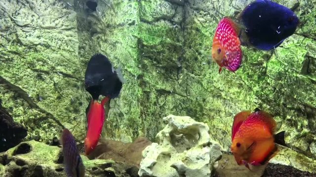 Diskusfische beim fressen, Diskusfisch, Aquaristik 