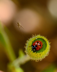 Ladybird on top of a flower