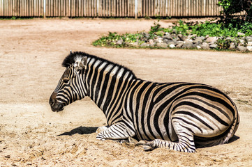 Zebra liegend © HM Photography