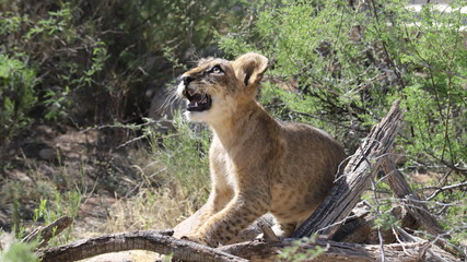 Lion Cub