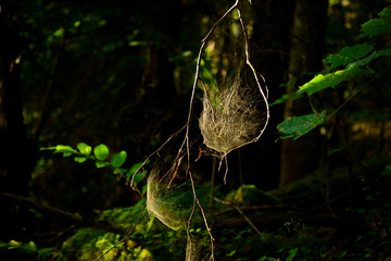 Spider webs