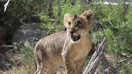 Lion Cub D