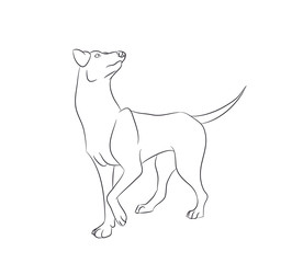 dog stands, lines, vector