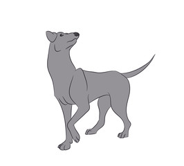 dog vector in the room