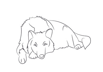 wolf lies, lines, vector