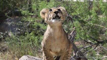 Lion Cub Looking Up