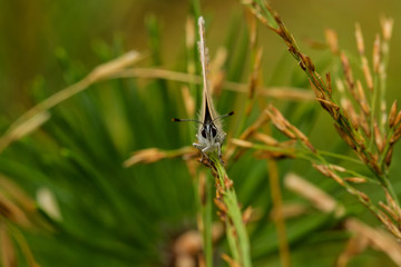Fototapeta premium Bläuling