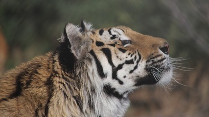 Bengal Tiger Profile
