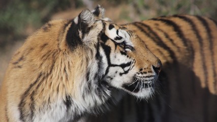 Bengal Tiger Profile