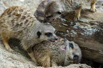 Stado surykatek, walka między osobnikami.  © Aneta