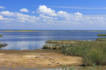 Seashore in mid-summer.