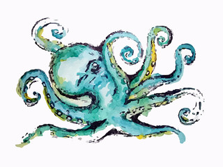 octopus illustration