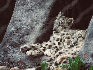 two cute teenager snow leopard sitting and sleeping next to each other
