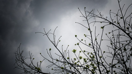 Tree branch silhouette with dark cloud