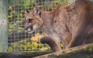 cougar with sharp view Big wild cat Puma concolor ready to attack