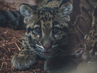 close up of young clouded leopard neofelis nebulosa looking into camera