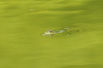 Frog in green water 4