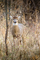 This well camouflaged White Tail Buck is awake and alert before sunrise on this late fall morning.