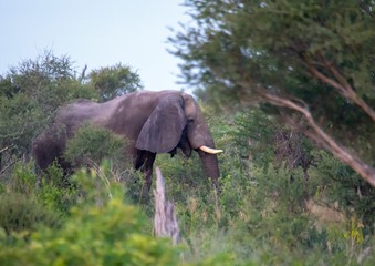 African Elephant at the Nxai Pan Nationalpark in Botswana