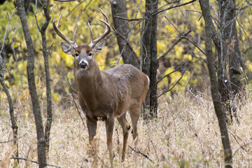 Close Encounter With Large Whitetail Buck Emphasizing His Presence