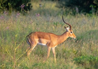Naklejka na ściany i meble Impala at the Nxai Pan Nationalpark in Botswana