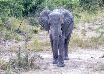 African Elephant drinking at a waterhole in the Nxai Pan National Park in Botswana during summer time