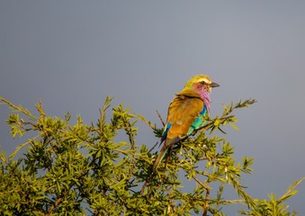Lilac-breasted roller at the Nxai Pan Nationalpark in Botswana