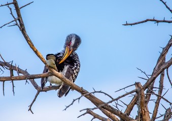 Southern yellow-billed hornbill at the Nxai Pan Nationalpark in Botswana
