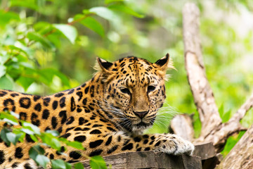 Zoo