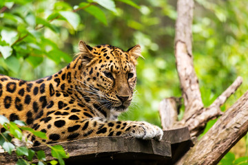Zoo