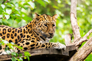 Zoo