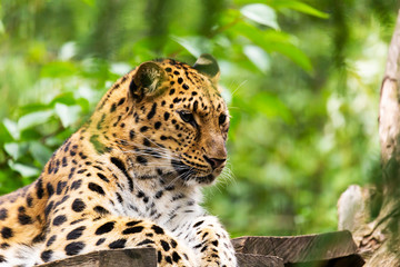 Zoo