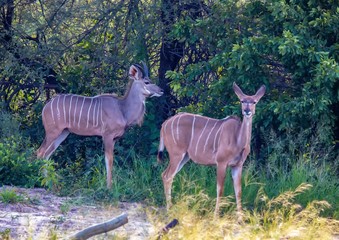 Kudu male and female at the Nxai Pan Nationalpark in Botswana