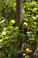 Limoni