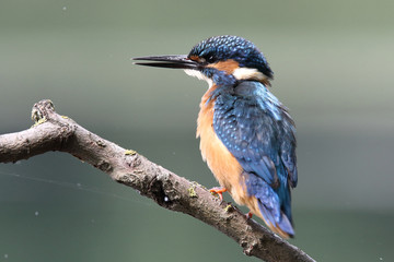 Kingfisher on the river