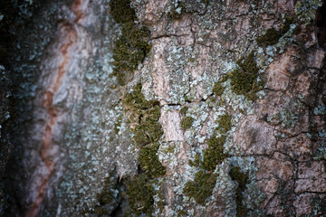 Texture of a bark of a tree close up
